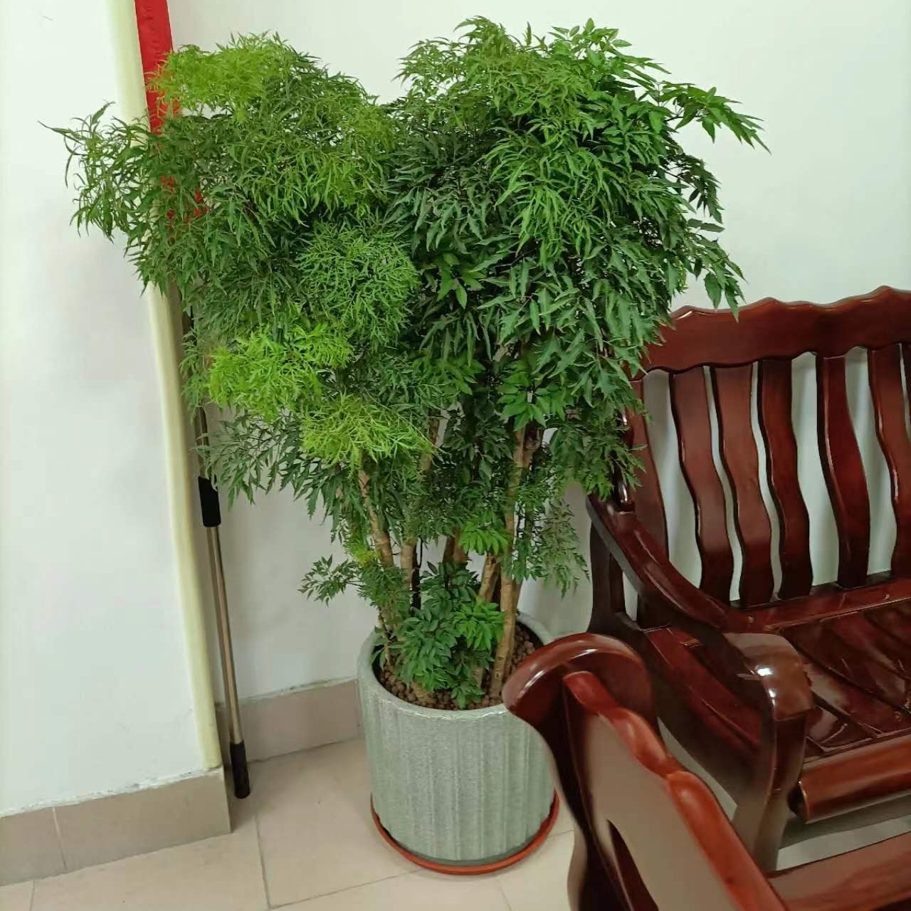 供電局室內(nèi)綠植批發(fā)